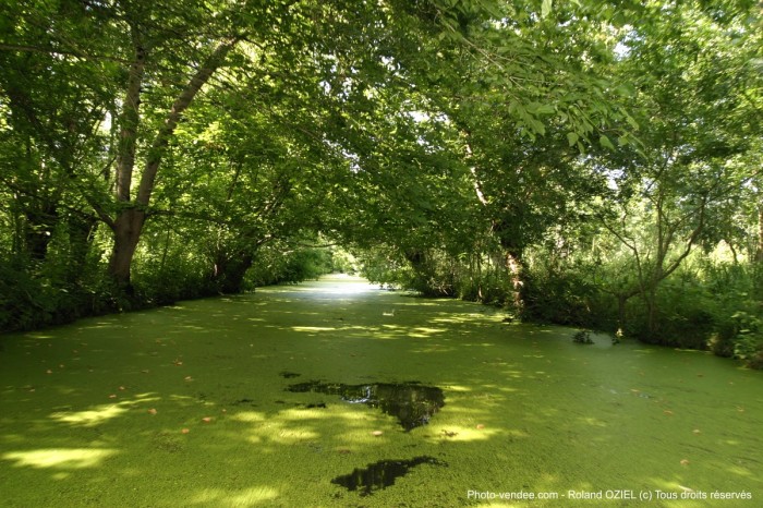 Poitevin marsh and Green Venice