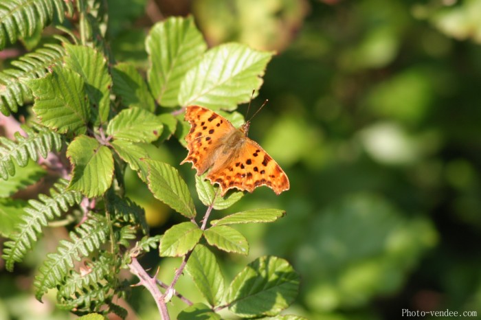 La faune et la flore à saint laurent sur sèvre